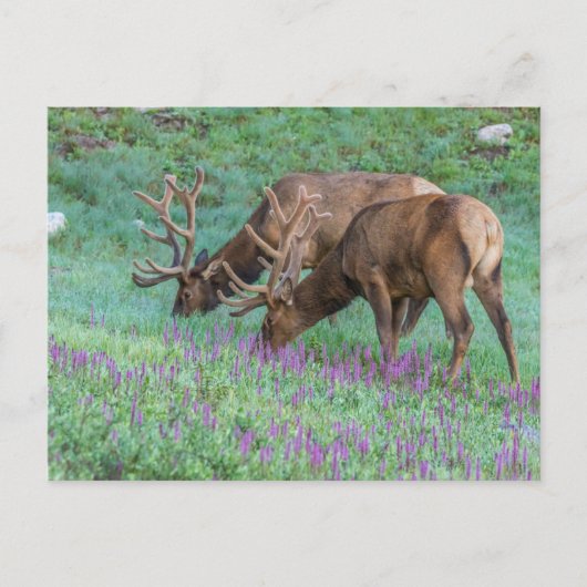 Carte Postale Wapiti mâles, parc national de Rocky Mountain, Col (Devant)