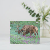 Carte Postale Wapiti mâles, parc national de Rocky Mountain, Col (Debout devant)