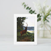 Carte Postale Wapiti, ou Elk (Debout devant)
