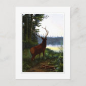 Carte Postale Wapiti, ou Elk (Devant)