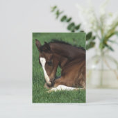 Carte Postale Warmblood Foal Laying Down (Debout devant)