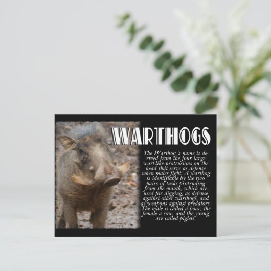 Carte Postale WARTHOGS avec description (Debout devant)