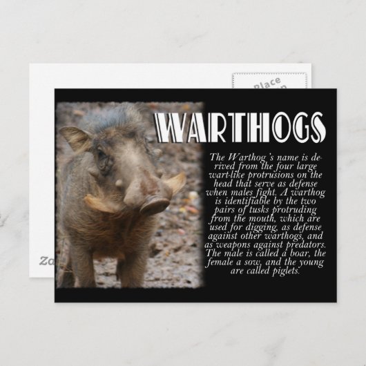 Carte Postale WARTHOGS avec description (Devant / Derrière)