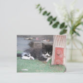 Carte Postale Wary Kitten (Debout devant)
