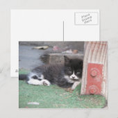 Carte Postale Wary Kitten (Devant / Derrière)