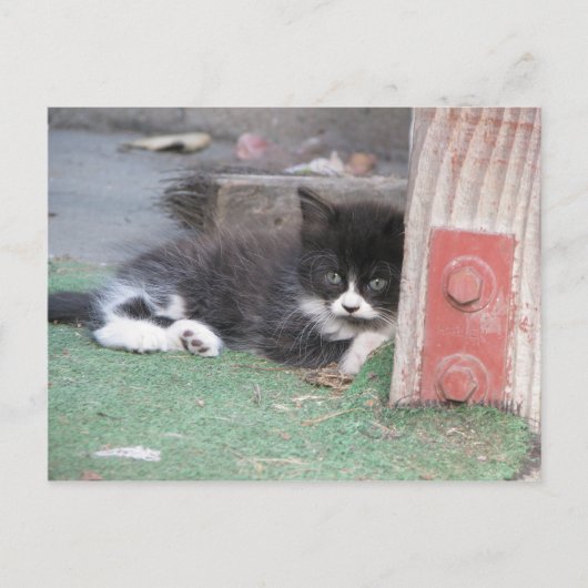Carte Postale Wary Kitten (Devant)
