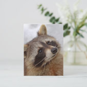 Carte Postale Waschbär (Debout devant)