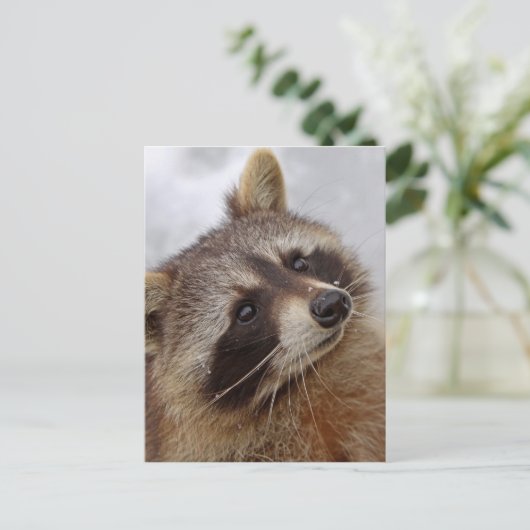 Carte Postale Waschbär (Debout devant)
