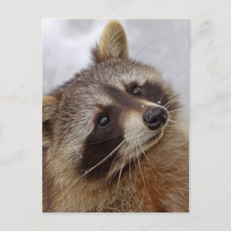 Carte Postale Waschbär