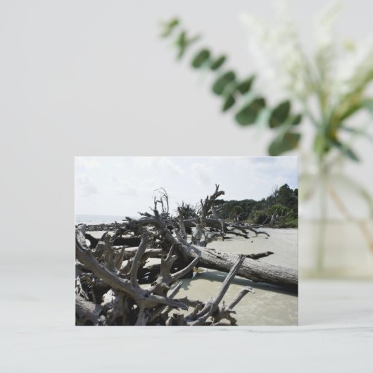 Carte Postale Washed Ashore (Debout devant)