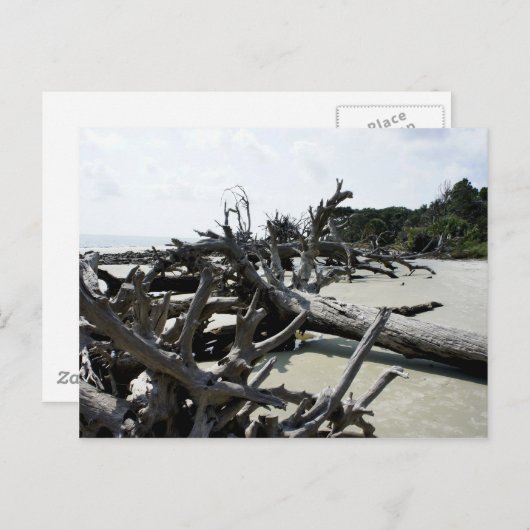 Carte Postale Washed Ashore (Devant / Derrière)