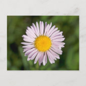 Carte Postale Washington, Cascade Range, Mont Baker (Devant)