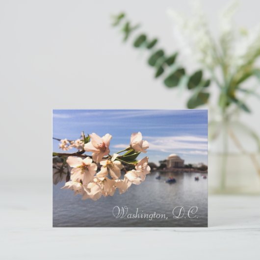 Carte postale Washington, D.C. Cherry Blossom (Debout devant)