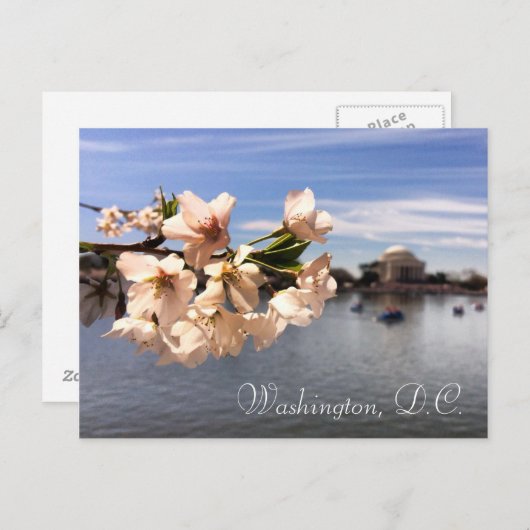 Carte postale Washington, D.C. Cherry Blossom (Devant / Derrière)