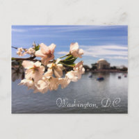 Carte postale Washington, D.C. Cherry Blossom
