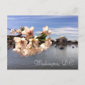 Carte postale Washington, D.C. Cherry Blossom (Devant)