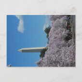 Carte Postale Washington DC Cherry Blossom 2 (Devant)