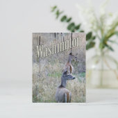 Carte postale Washington, deux cerfs à queue blanc (Debout devant)