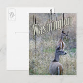 Carte postale Washington, deux cerfs à queue blanc (Devant / Derrière)