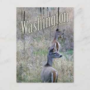 Carte postale Washington, deux cerfs à queue blanc