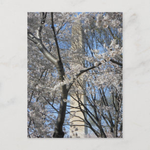 Carte Postale Washington Monument Cherry Trees 001