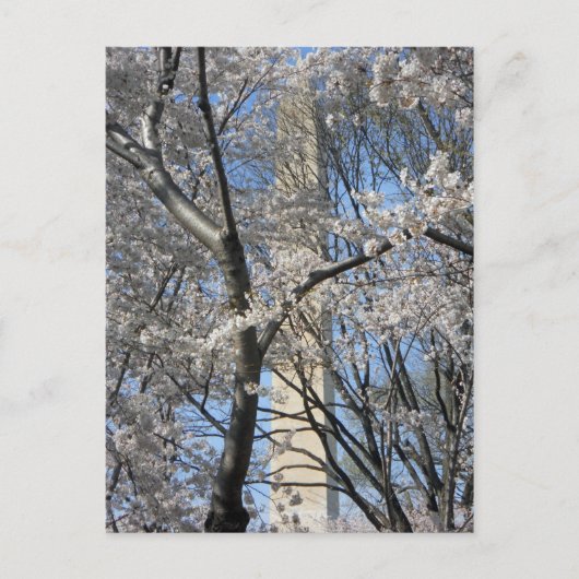 Carte Postale Washington Monument Cherry Trees 001 (Devant)