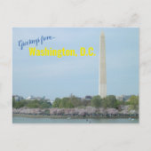 Carte postale - Washington Monument et Cherry Blos (Devant)