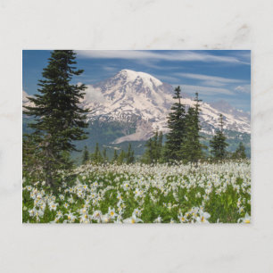 Carte Postale Washington, Parc national du Mont Rainier 1