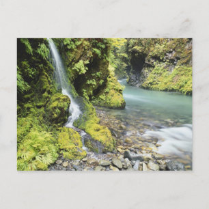 Carte Postale Washington, Parc National Olympique, Saisonnier