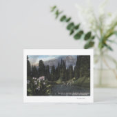 Carte Postale Washington - Parc national Rainier, Sta de tir (Debout devant)