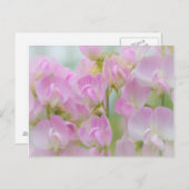 Carte Postale Washington, Seabeck. Détail du pois doux (Devant / Derrière)