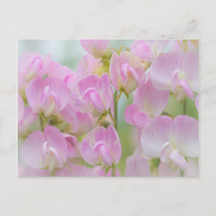 Carte Postale Washington, Seabeck. Detail of sweet pea