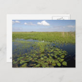 Carte Postale Water lilis and sawgrass en Floride everglades (Devant / Derrière)