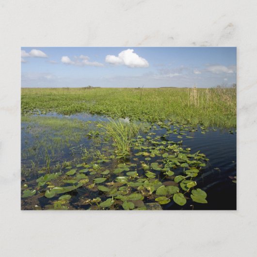 Carte Postale Water lilis and sawgrass en Floride everglades (Devant)
