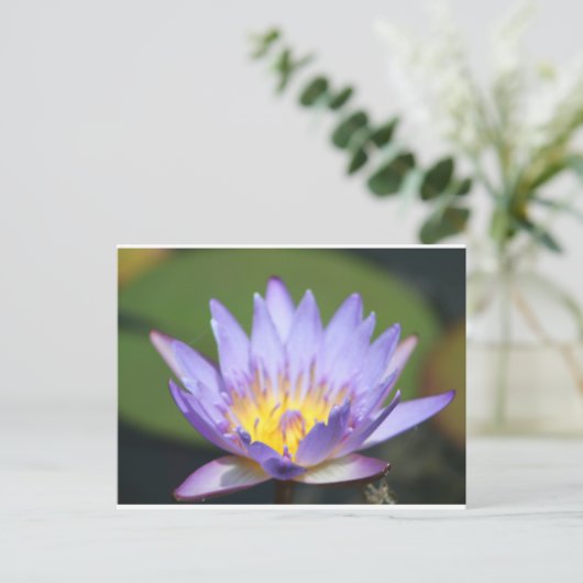 Carte Postale Water Lilly (Debout devant)