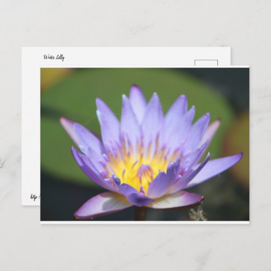 Carte Postale Water Lilly (Devant / Derrière)