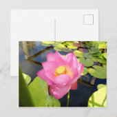 Carte postale Water Lily (Devant / Derrière)