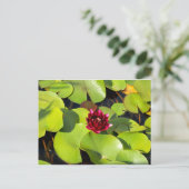 Carte postale Water Lily (Debout devant)