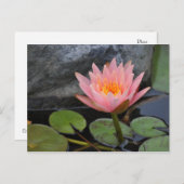Carte postale Water Lily (Devant / Derrière)