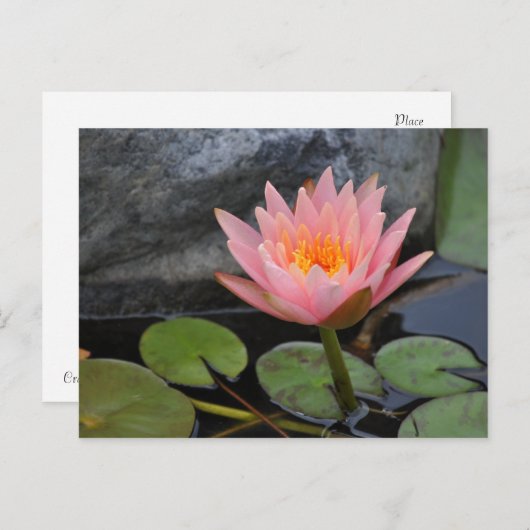 Carte postale Water Lily (Devant / Derrière)