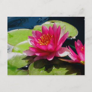 Carte postale Water Lily