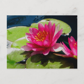 Carte postale Water Lily