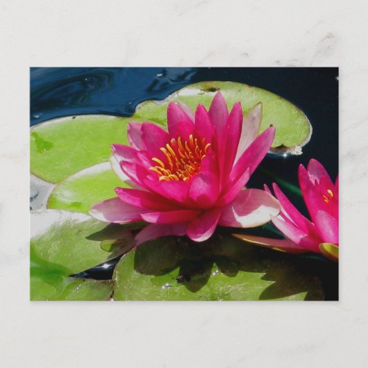 Carte postale Water Lily (Devant)