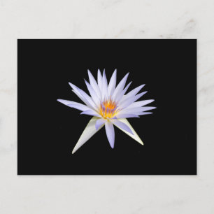 Carte postale Water Lily