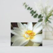 Carte postale Water Lily (Debout devant)