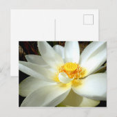 Carte postale Water Lily (Devant / Derrière)