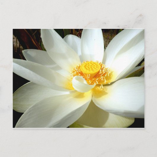 Carte postale Water Lily (Devant)