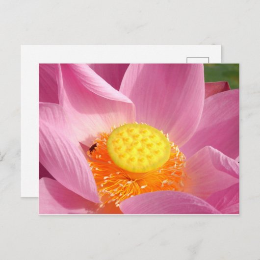 Carte postale Water Lily (Devant / Derrière)