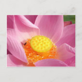 Carte postale Water Lily (Devant)