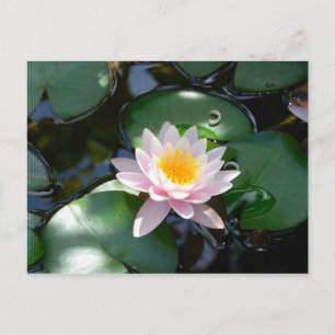 Carte postale Water Lily